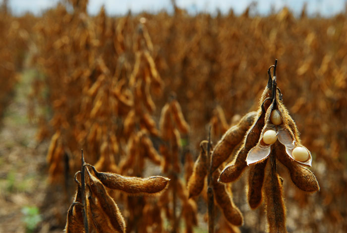 Brasileiro reconhece importância da soja, mas a confunde com feijão Segundo o levantamento, 61% dos entrevistados disseram conhecer a planta, mas apenas 30% deles sabiam que se tratava da soja