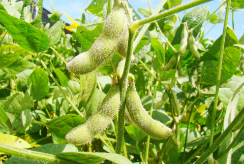 Com o excesso de umidade, as máquinas não conseguem entrar na lavoura e 500 hectares da fazenda já estão comprometidos