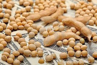 Preços da soja começam a se recuperar no mercado brasileiro