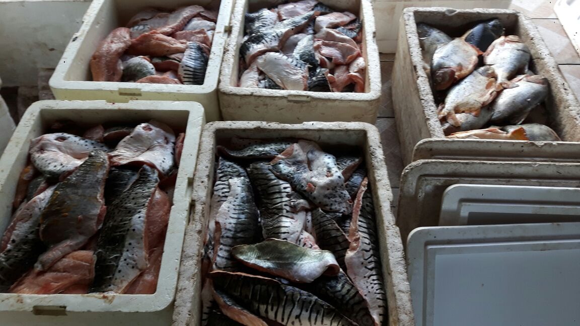 PMA autua 56, apreende 1900kg de pescado e aplica R$ 182mil na Operação Piracema