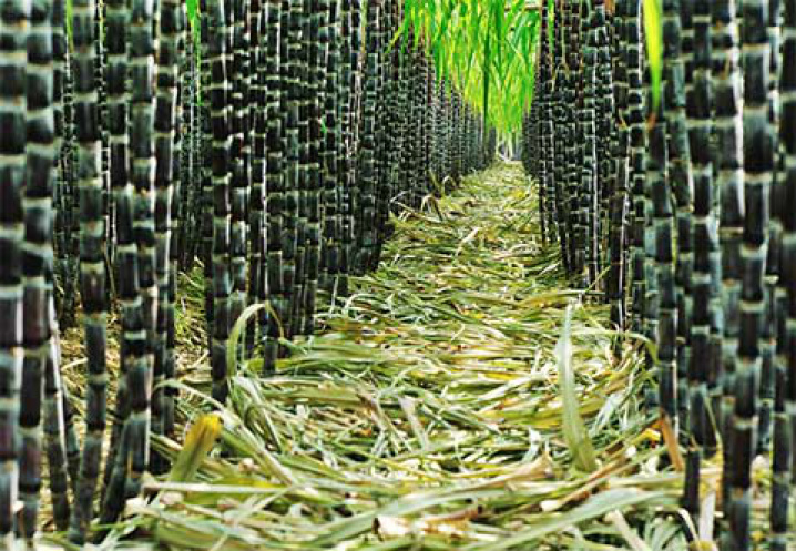 Inovação biotecnológica reduz custos de produção no campo Inovação biotecnológica reduz custos de produção no campo