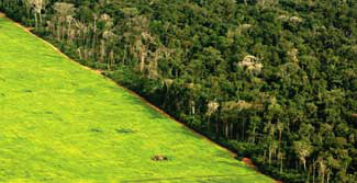 Com derrota do governo, Câmara aprova reforma do Código Florestal