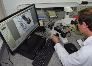 Brasileiros identificam gene que possibilita a ausência de sementes na uva Avaliação anatômica do desenvolvimento da semente com microscopia ótica / Foto: Divulgação
