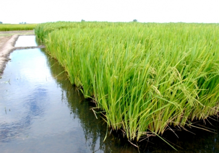 Pesquisa foca na redução do uso de água no plantio de arroz Pesquisa foca na redução do uso de água no plantio de arroz