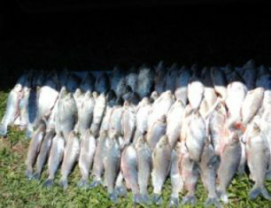 Pescadores são presos com 50 kg de pescado irregular