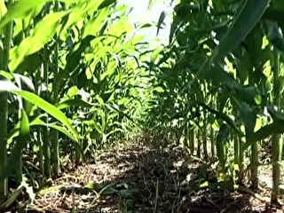 Clima ajuda no desenvolvimento das lavouras de milho safrinha em MS