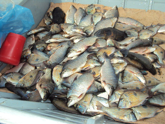 PMA prende cinco pescadores por pesca predatória durante o período de piracema