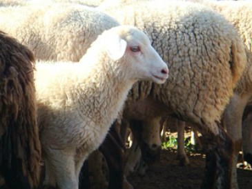 Projeto entrega ovinos pantaneiros para produtores rurais Projeto entrega ovinos pantaneiros para produtores rurais