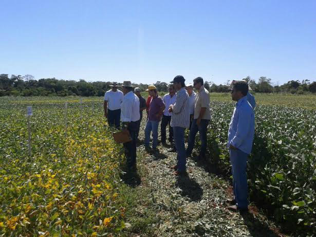 Durante o Dia de Campo, os participantes puderam conhecer 46 variedades de soja implantadas no campo experimental da Unidade de Pesquisa. 
