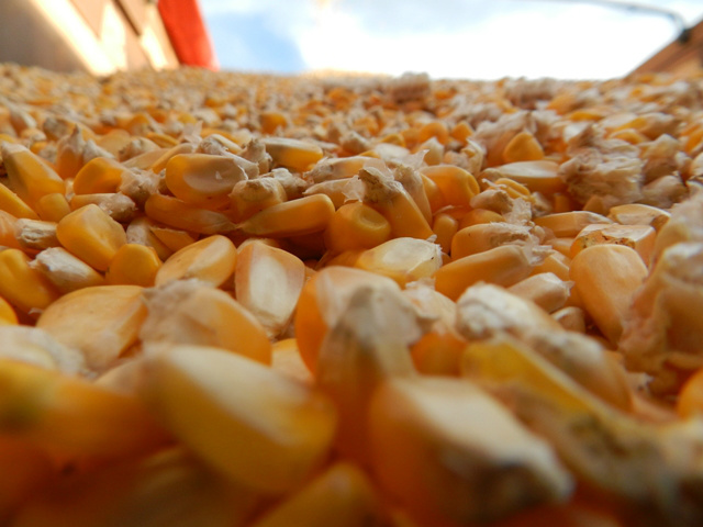 Volume de oferta retrai preço do milho em 5,7% em MS