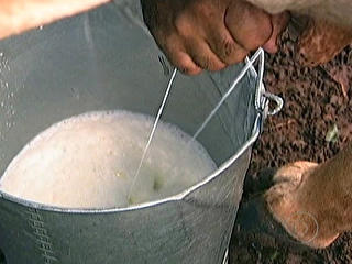 Condição das estradas dificulta a vida dos produtores de leite de MS