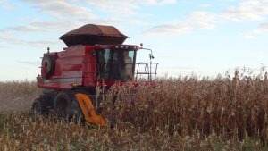 Estado de MS tem 2% de área colhida de milho Foto: Divulgação