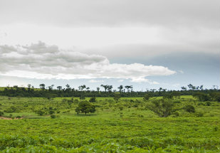 Até o momento foram gastos R$ 530 milhões e a expectativa é adquirir mais R$ 400 milhões para aquisição de propriedades para reforma agrária