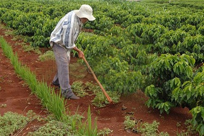 População rural cresceu nas regiões Norte e Centro-Oeste entre 2000 e 2010