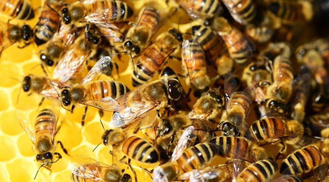 Nessa epóca do ano o índice de casos de abelhas sobe 88% - (Foto: Ilustração)