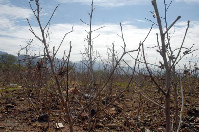 Pernambuco lança programa Caatinga Sustentável