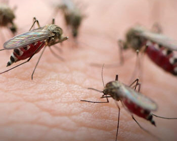 Mais de 1 milhão morrem de doenças transmitidas por insetos por ano Mosquitos. Foto: Pnuma