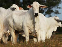 Rebanho de bovinos chega a 212,8 milhões de cabeças