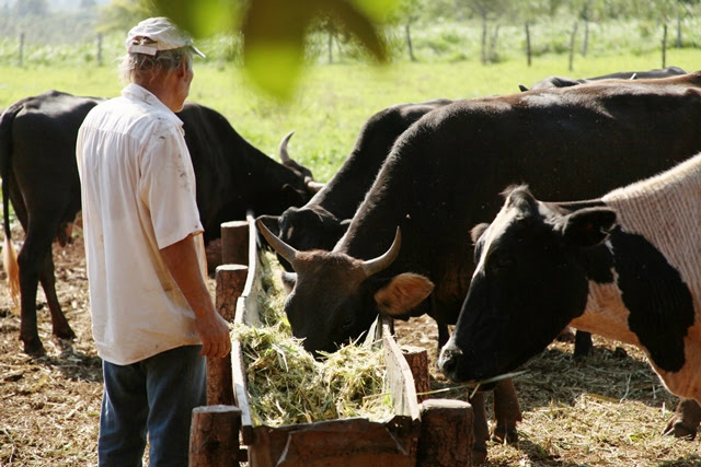 Programa utiliza ultrassom para acompanhar gestação de vacas leiteiras em MS Programa utiliza ultrassom para acompanhar gestação de vacas leiteiras em MS