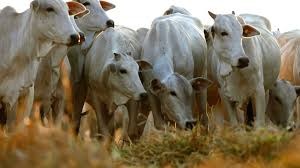 Silagem de capim é alternativa para melhorar alimentação de bovinos no inverno
