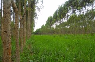 Sistemas de cultivos integrados ajudam a incrementar carbono ao solo Fazenda Gamada: consórcio entre eucalipto e rotação soja, arroz de terras altas e braquiária