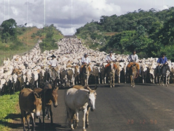 Aprovado projeto que formaliza produtor e regulariza rebanho