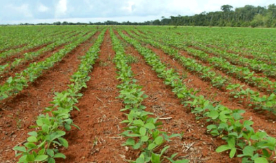 Acordo que impedia expansão da sojicultura na floresta termina em dezembro. Cultura passa a ser regulada apenas pelo novo Código Florestal, sem barreiras ao cultivo da oleaginosa