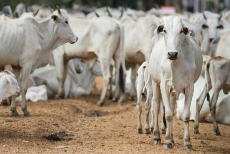 ABCZ propõe ao Mapa programa de melhoramento genético em nível nacional (Foto: Divulgação/Uagro)