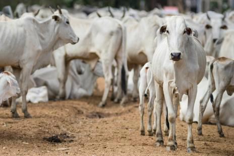 (Foto: Divulgação/Uagro)