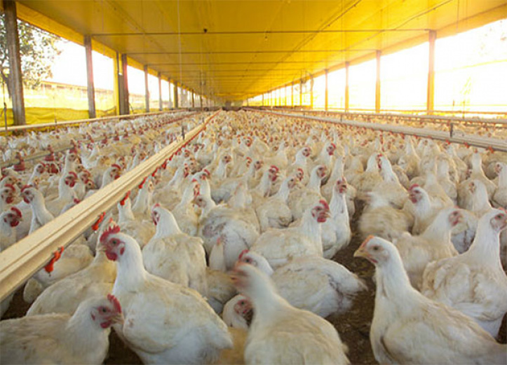 Em alta, custo de produção do frango continua batendo recordes Em alta, custo de produção do frango continua batendo recordes