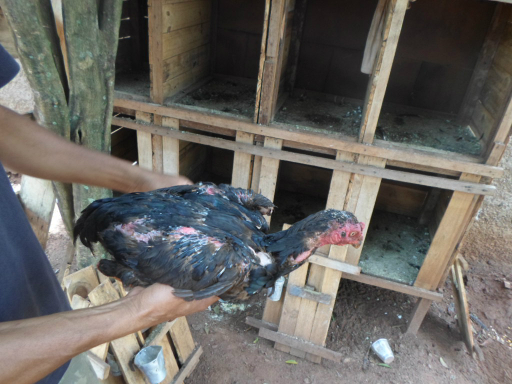 PMA fecha rinha de galo, prende homem e aplica multa de R$ 6,5 mil na Capital