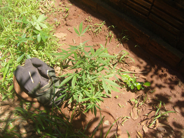 Pés de maconha foram encontrados no quintal de residência em Amambai