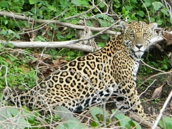 a onça-pintada fotografada pela turista.