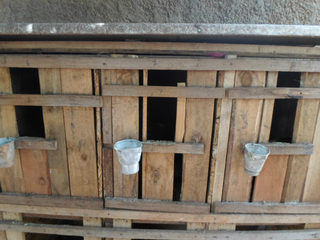 PMA fecha rinha de galo, prende homem e aplica multa de R$ 6,5 mil na Capital