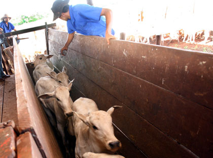 Produtor começa nesta segunda-feira vacinação da aftosa nas regiões do Planalto, ZAV e Pantanal