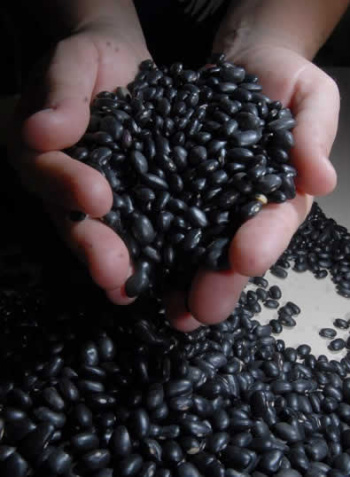 Feijão de estoques públicos apoia oferta no mercado Feijão de estoques públicos apoia oferta no mercado