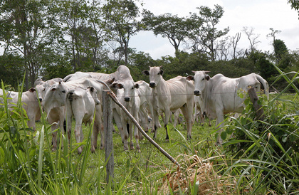 MS deve vacinar todo rebanho contra febre aftosa na etapa de maio MS deve vacinar todo rebanho contra febre aftosa na etapa de maio