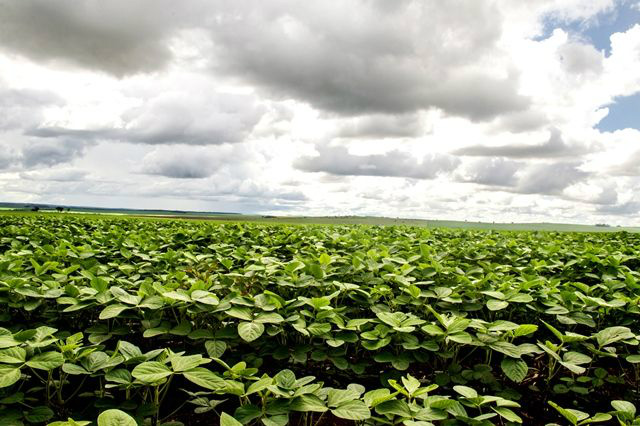 Brasil deve produzir 95,5 milhões de toneladas de soja em 2014/15