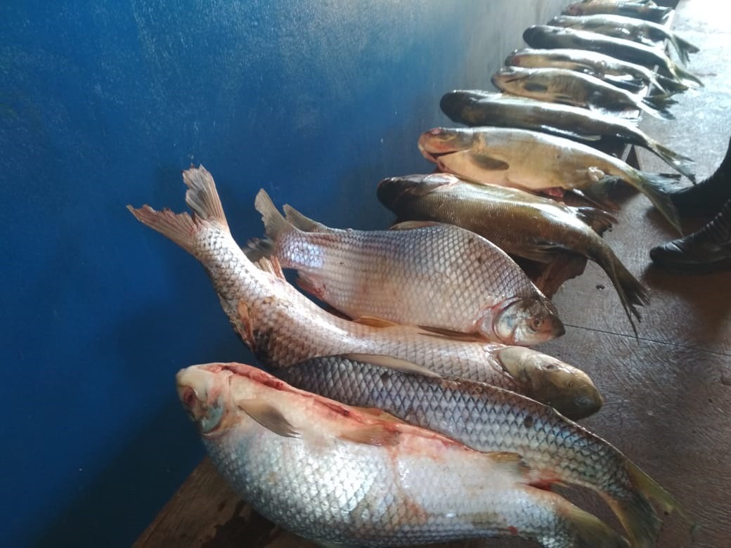 Polícia Ambiental prende e autua pescador em R$ 1,2 mil por captura de pescado Cerca de 21 Kg de pescados foram apreendidos / Foto: PMA/MS