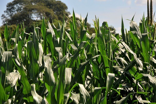 Lavouras de milho estão em pleno desenvolvimento, mas sofrem com estiagem - Foto: Valdenir Rezende / Correio do Estado
