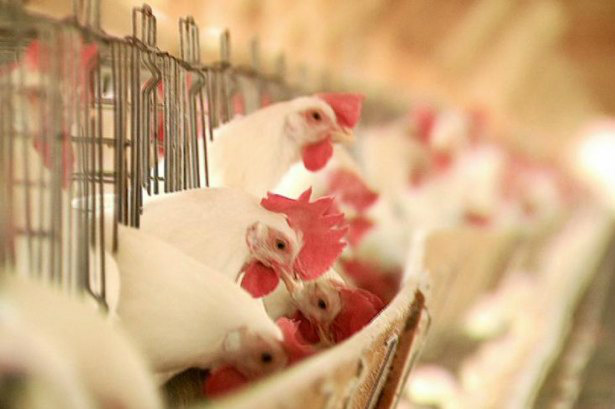 MS deverá abater 146 milhões de aves em 2013 MS deverá abater 146 milhões de aves em 2013