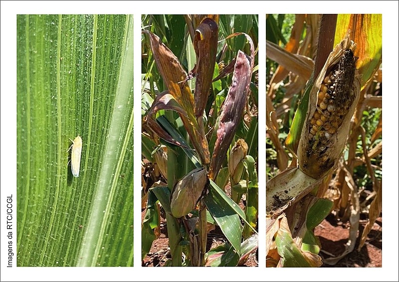 Doença ainda desconhecida pelos agricultores faz milho apodrecer antes de colher Imagens foram divulgadas em alerta emitido pela CCGL aos produtores - Recorte/RTC-CCGL