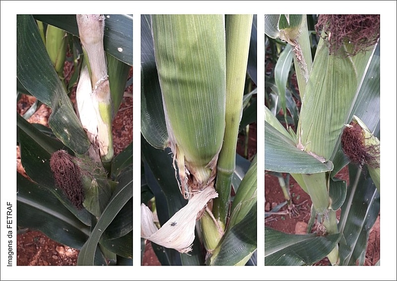 Doença ainda desconhecida pelos agricultores faz milho apodrecer antes de colher Agricultores que já foram castigados pela seca, agora têm prejuízos por conta da doença em seu milho / FETRAF