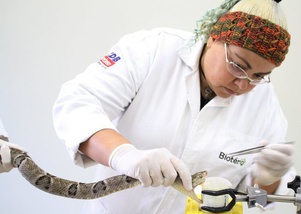 Bióloga extrai veneno de jararaca no Biotério de universidade de Campo Grande, Mato Grosso do Sul
