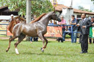 Associação promove 4º Expo MS do Cavalo Árabe neste final de semana em CG Associação promove 4º Expo MS do Cavalo Árabe neste final de semana em CG