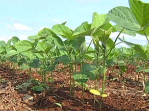 Em MS, produtores já se previnem contra ferrugem asiática na lavoura