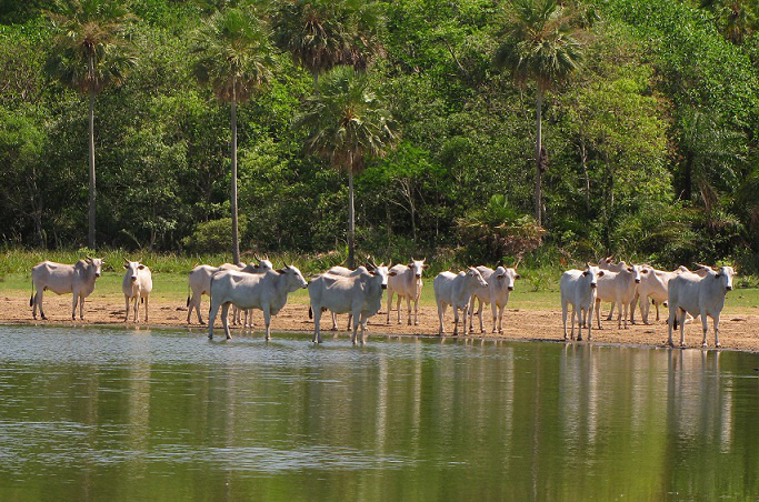 Produtores do Pantanal devem efetuar declaração de estoque de animais até dia 30