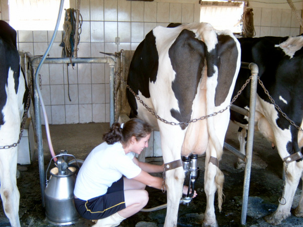 Leite: Captação cai 4%, mas preço ao produtor aumenta só 1%