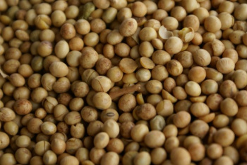 Perdas na soja chegam a R$ 149,8 milhões em MS