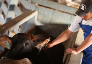 Brasil busca apoio da OIE para erradicar aftosa na América do Sul